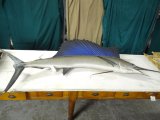 Taxidermy Mounted Sail Fish